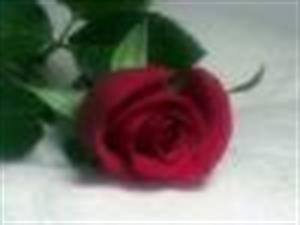 Photo 289241